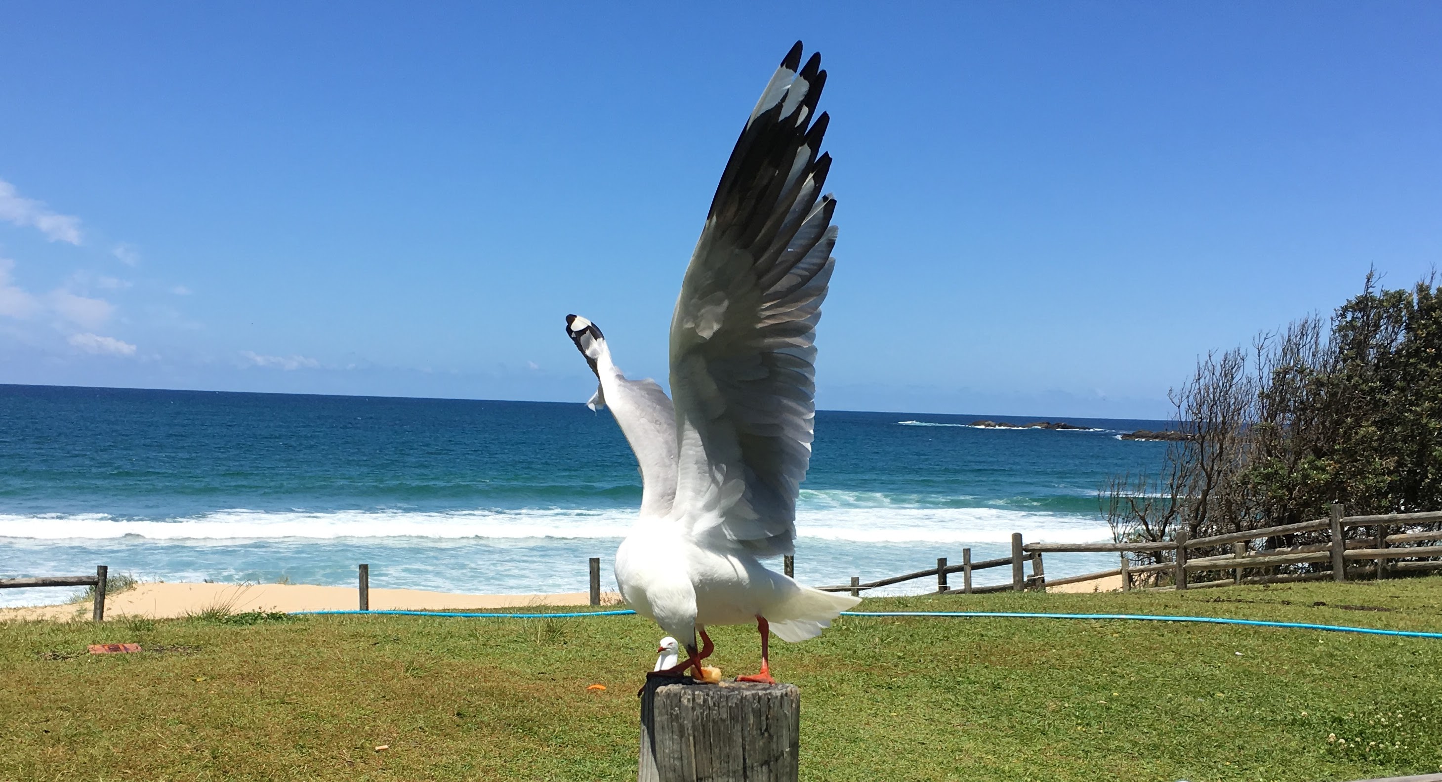 Seagull